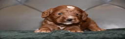 Cockapoo dogs for sale: F1 Toy Cockapoo Puppies Fully Health Tested - Advert 10