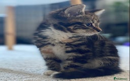 Mixed Breed cats for sale: Mixed breed silver tabby boys/ tabby & white girl - Image 5