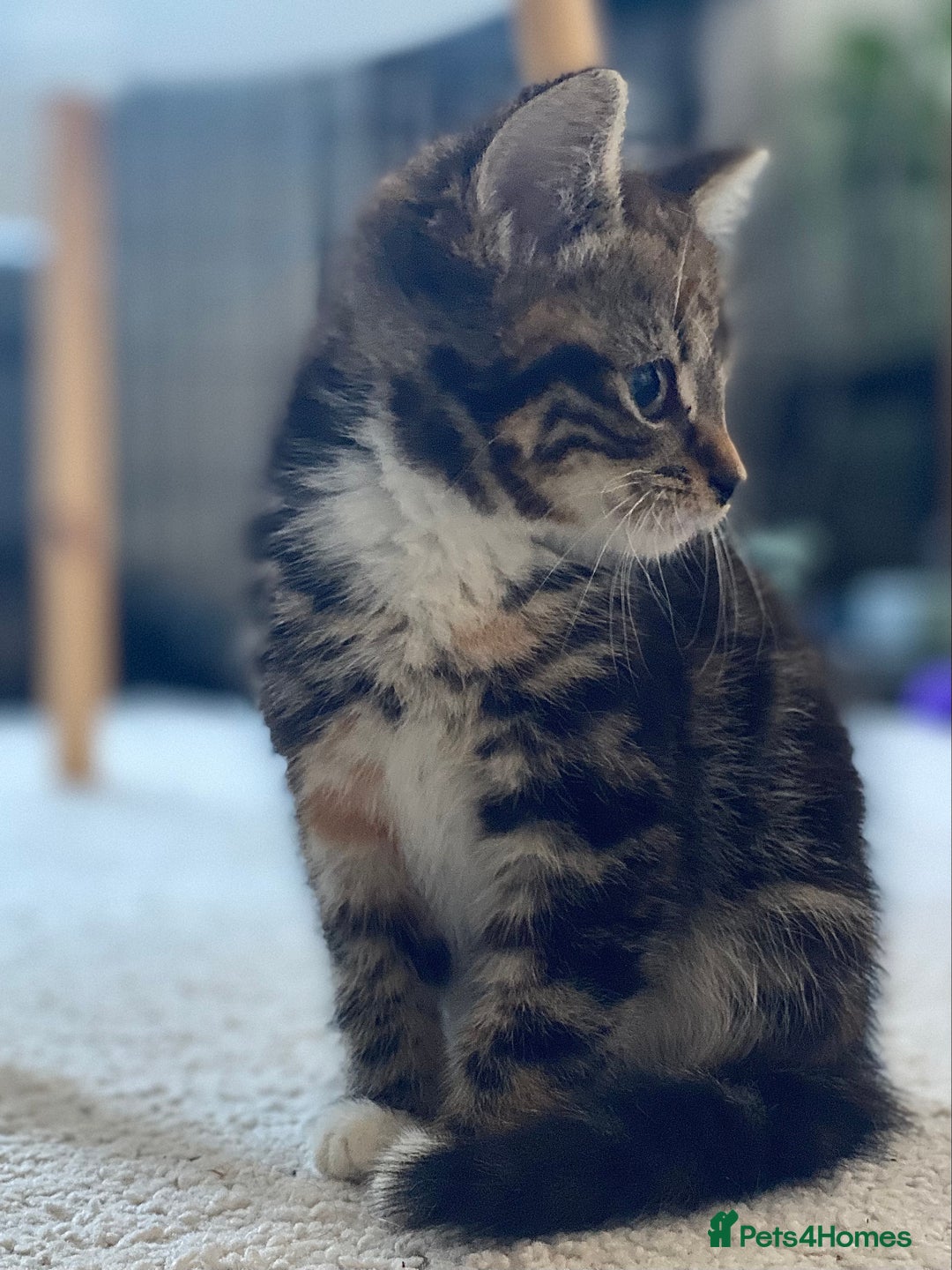 Mixed Breed cats for sale: Mixed breed silver tabby boys/ tabby & white girl - Image 5