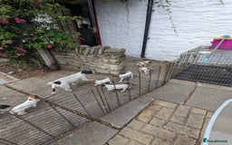 Jack Russell dogs for sale: Miniature Jack Russell's - Image 2