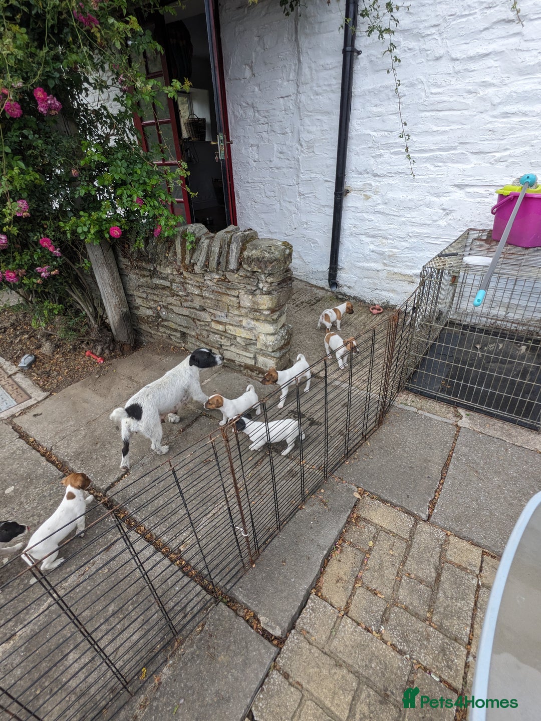 Jack Russell dogs for sale: Miniature Jack Russell's - Image 2