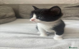 Mixed Breed cats for sale: 2 boy kittens left reduced price  - Image 5