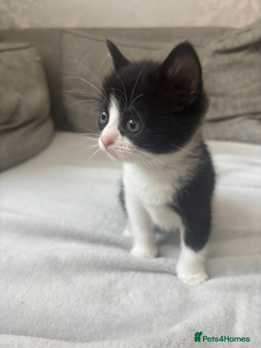 Mixed Breed cats for sale: 2 boy kittens left reduced price  - Image 5