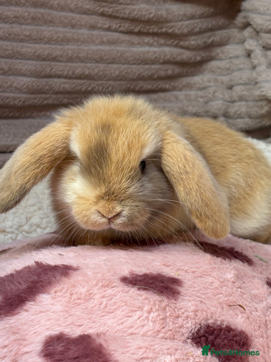Mini Lop rabbits for sale: Gorgeous mini lops (show lines) vaccinated  - Advert 7