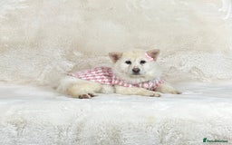 Mixed Breed dogs for sale: Beautiful Platinum female chowsky puppy for sale - Advert 4