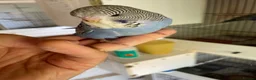 Budgerigars birds for sale: Tame baby budgies straight from nest in Leicester - Advert 8