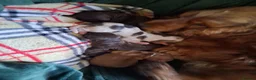 Cocker Spaniel dogs for sale: KC Reg Showtype Cocker Spaniel Puppy  - Advert 4