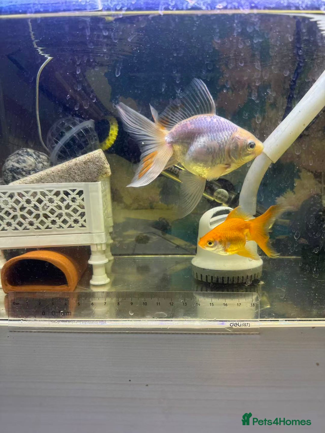 Goldfish fish for sale: 2 Goldfish – Includes Free Remaining Fish Food - Advert 7