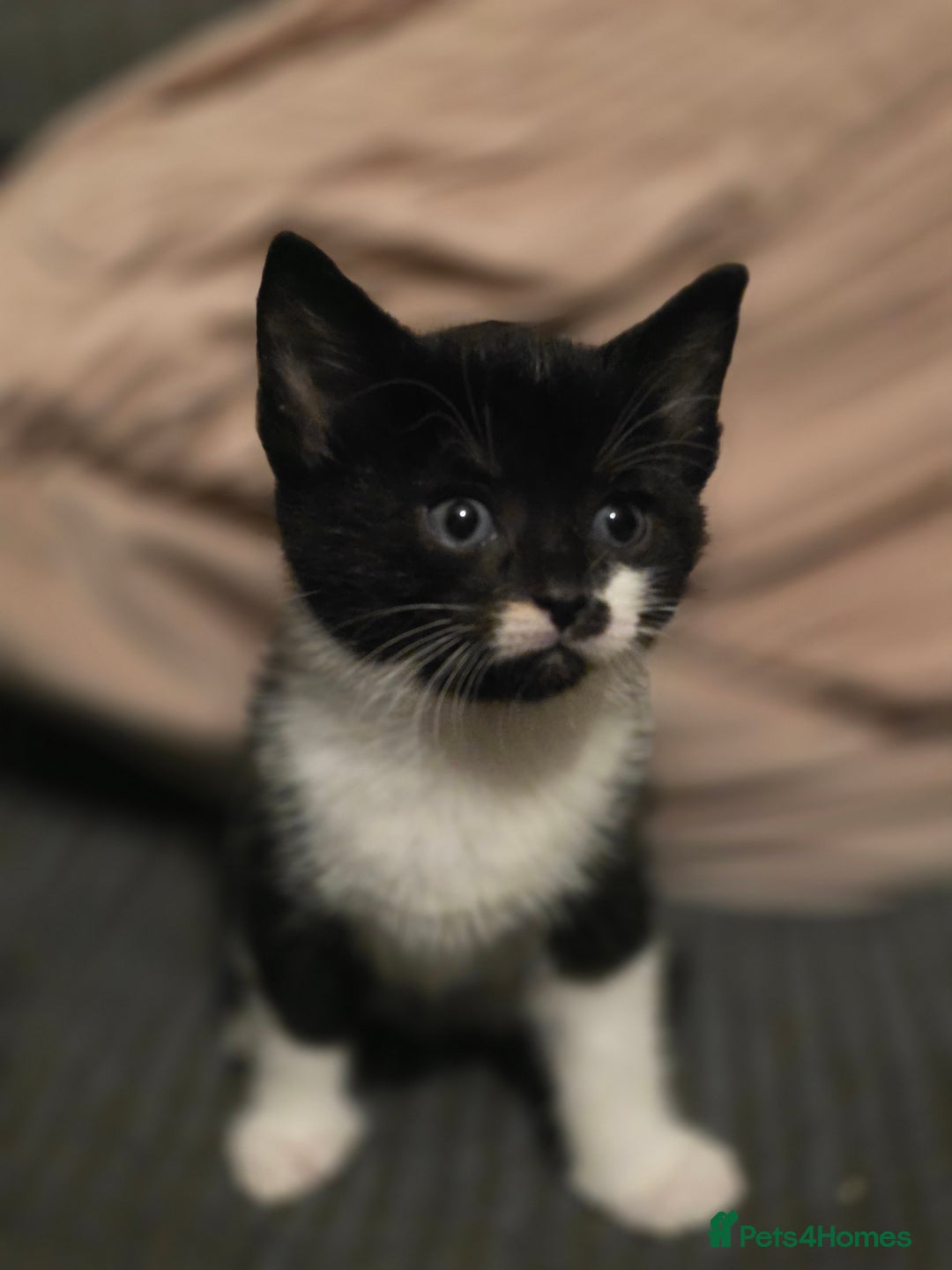 Mixed Breed cats for sale: Beautiful kittens for sale - Advert 12