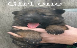 German Shepherd dogs for sale: German Shepherd puppies for sale  - Image 14