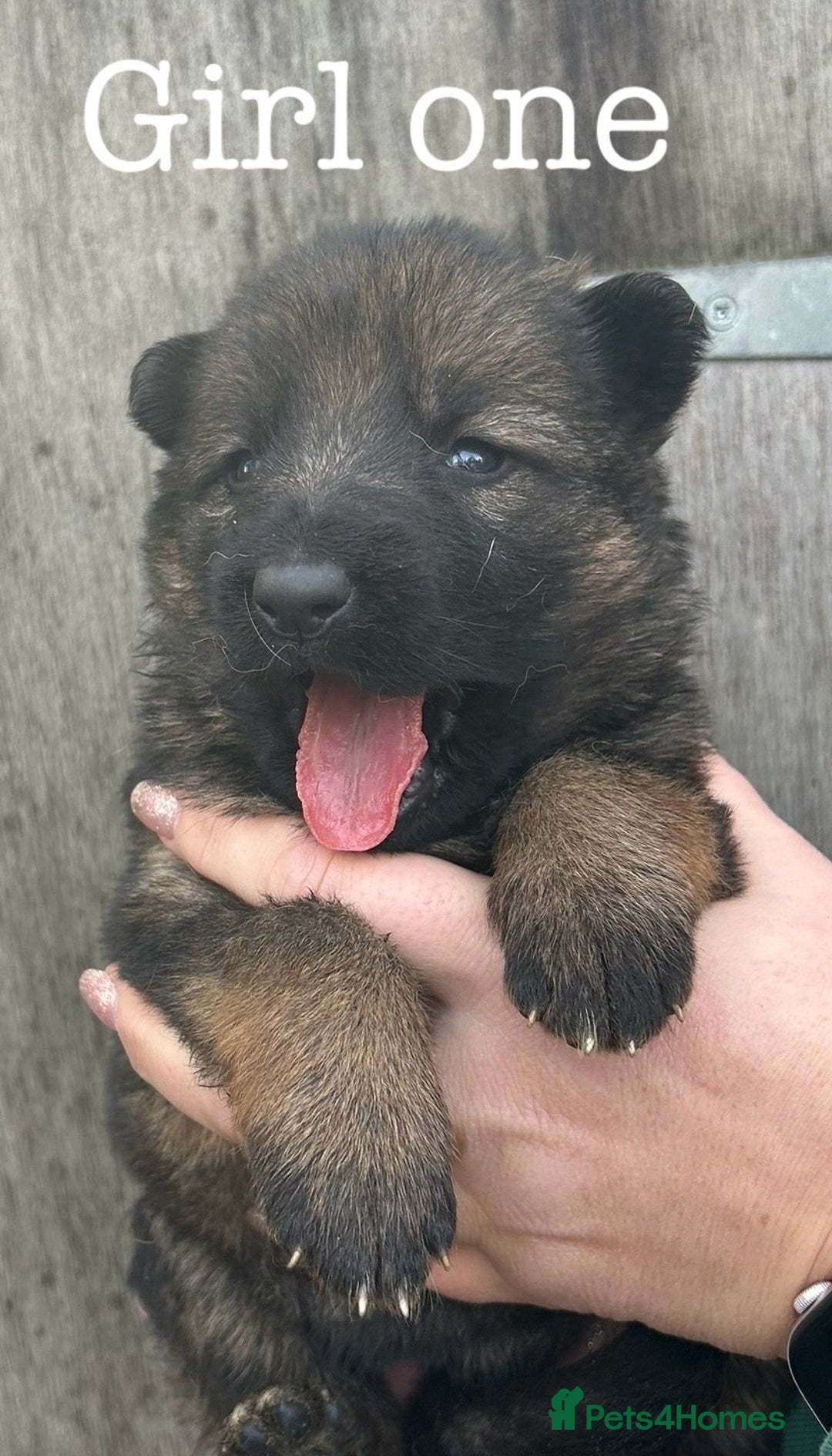 German Shepherd dogs for sale: German Shepherd puppies for sale  - Image 14