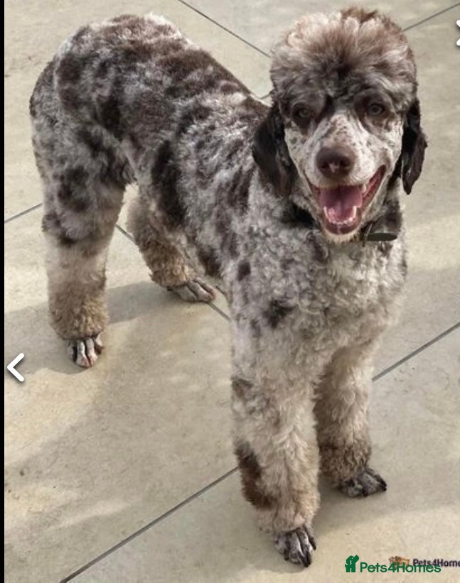 Miniature Poodle dogs Prince Phillip in Benfleet - Advert 20