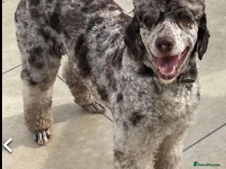 Miniature Poodle dogs Prince Phillip in Benfleet - Advert 11