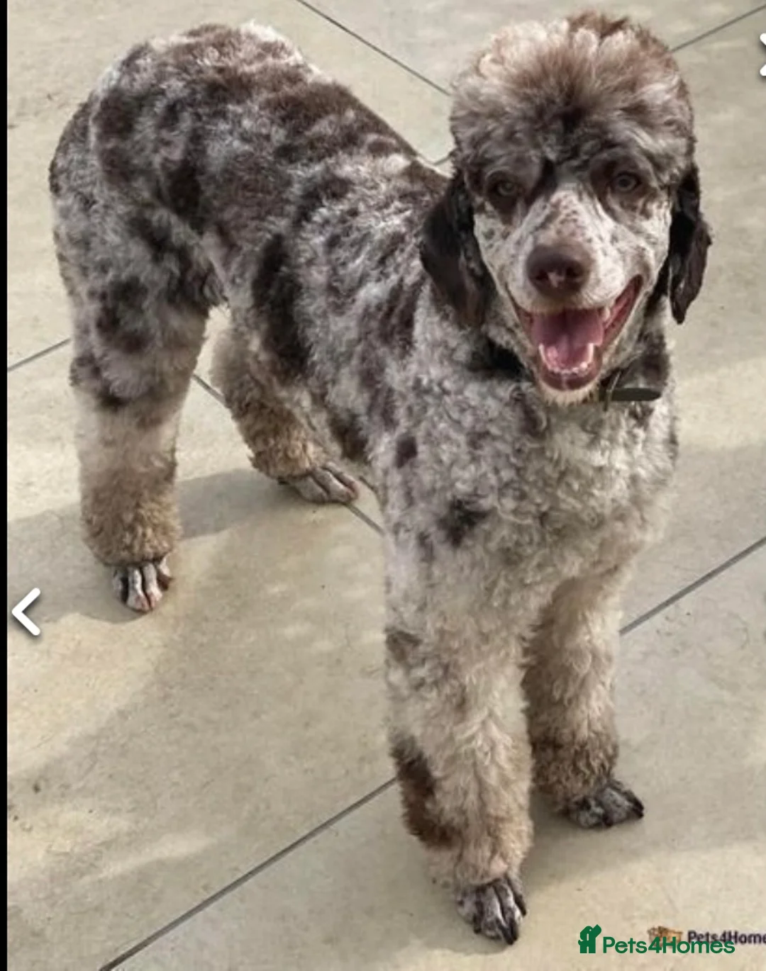 Miniature Poodle dogs for stud: Prince Phillip in Benfleet - Advert 1