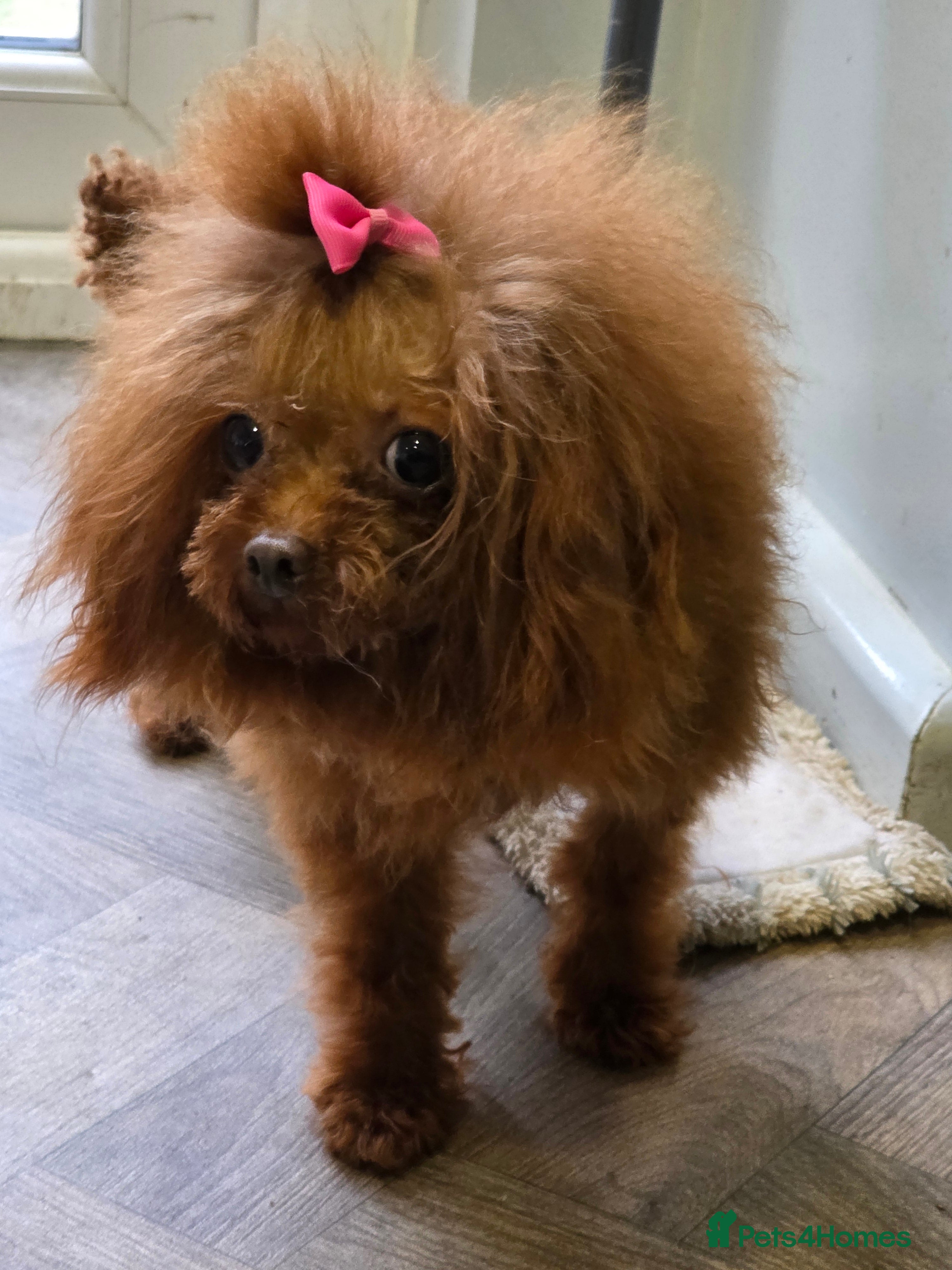 Toy Poodle dogs Asian poodle boy in Hull - Advert 7