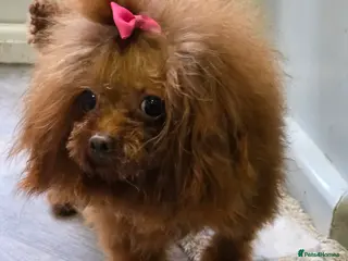 Toy Poodle dogs Asian poodle boy in Hull - Advert 7