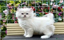 Ragdoll cats for sale: 2 beautiful Active girls  - Image 8