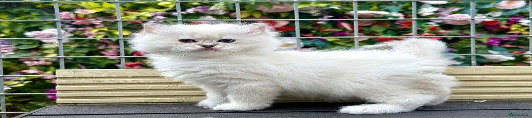 Ragdoll Kitten 2