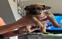 Mixed Breed dogs for sale: French Bulldog/Manchester Terrier hybrid. - Image 18