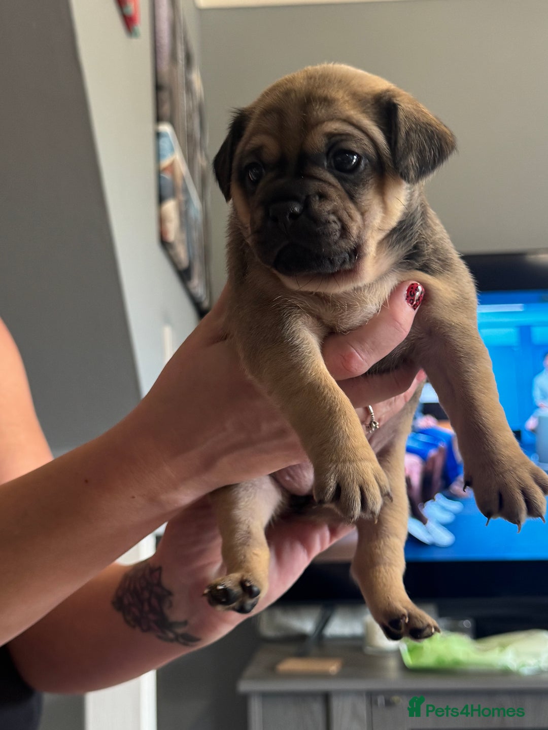 Mixed Breed dogs for sale: French Bulldog/Manchester Terrier hybrid. - Image 18