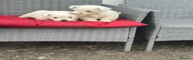 West Highland Terrier 1