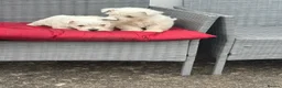 West Highland Terrier dogs for sale: Westies in Enniskillen - Advert 3
