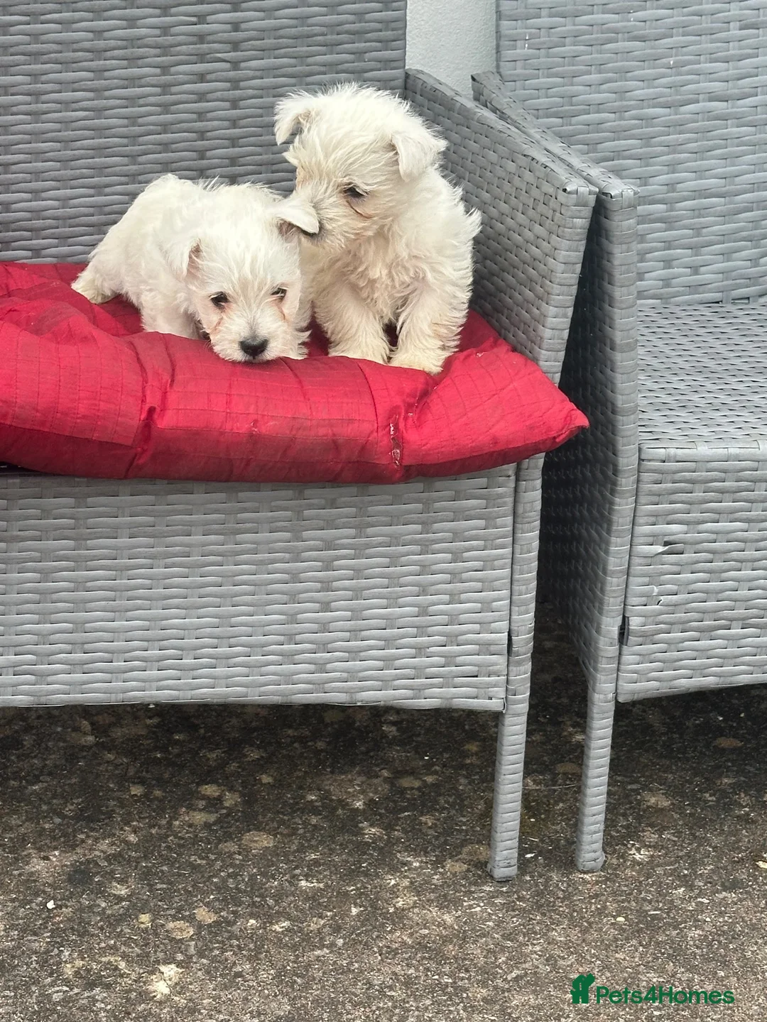 West Highland Terrier dogs for sale: Westies in Enniskillen - Advert 3