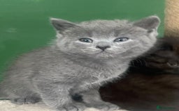 British Shorthair cats for sale: 3 male and 3 female kittens and mother  - Image 3
