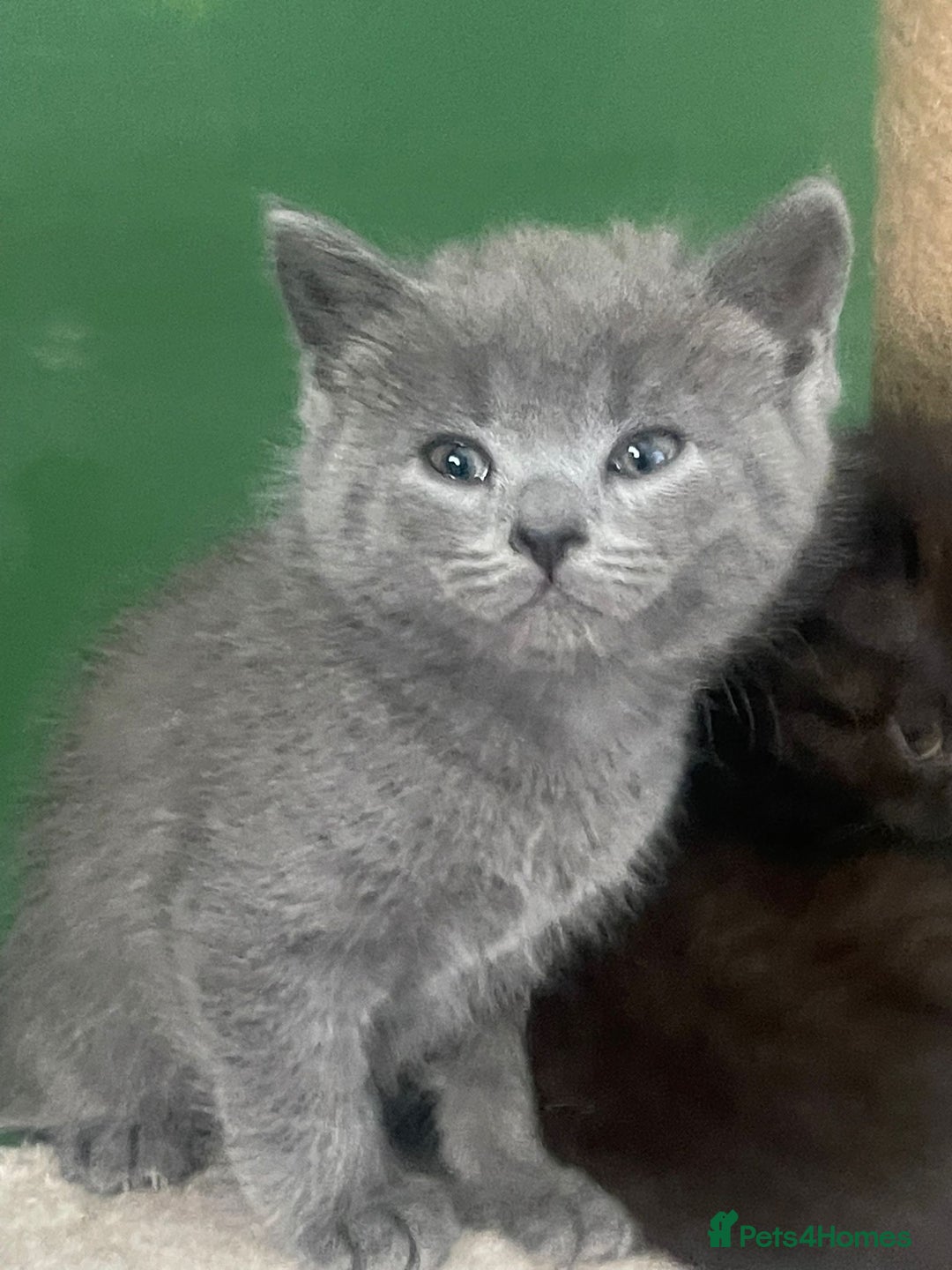 British Shorthair cats for sale: 3 male and 3 female kittens and mother  - Image 3