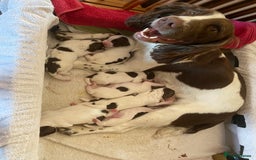 English Springer Spaniel dogs for sale: Exceptional Working & Trialing Lines  - Image 2