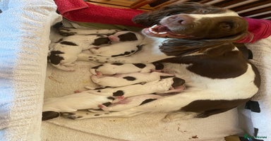 English Springer Spaniel dogs - Advert 11