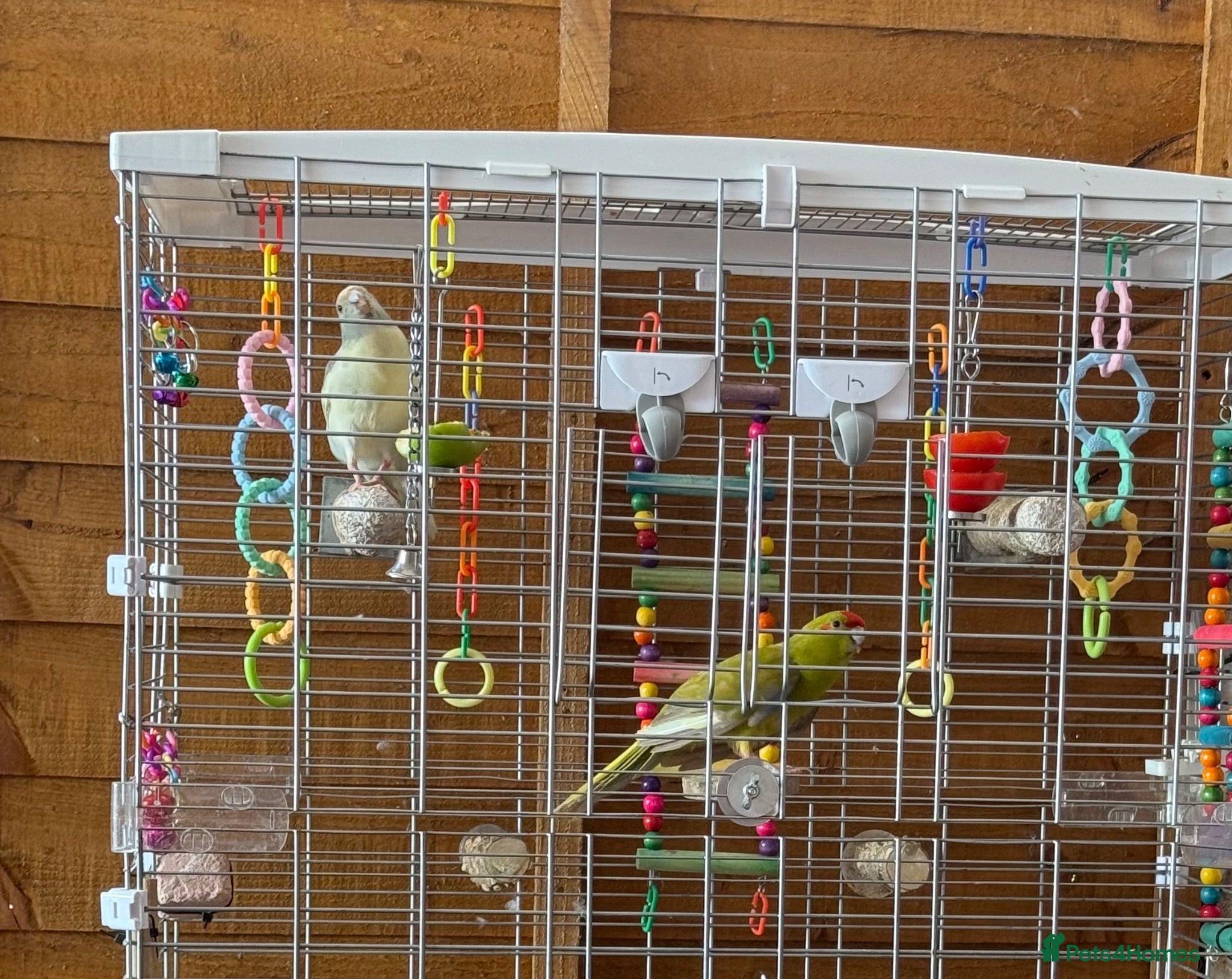 Parakeets birds 2 x Hand reared/tame young Kakariki’s  - Advert 10
