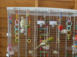 Parakeets birds 2 x Hand reared/tame young Kakariki’s - Advert 10