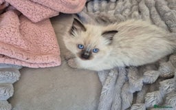 Ragdoll cats for sale: Active playful blue eyes Rag dolls - Image 3