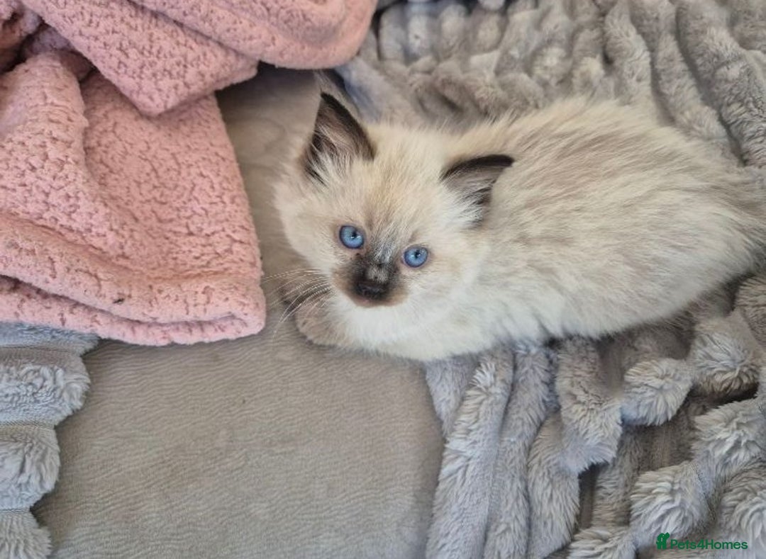 Ragdoll cats for sale: Active playful blue eyes Rag dolls - Image 3
