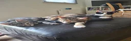 Mixed Breed cats for sale: Four gorgeous kittens  in Wimborne - Advert 7