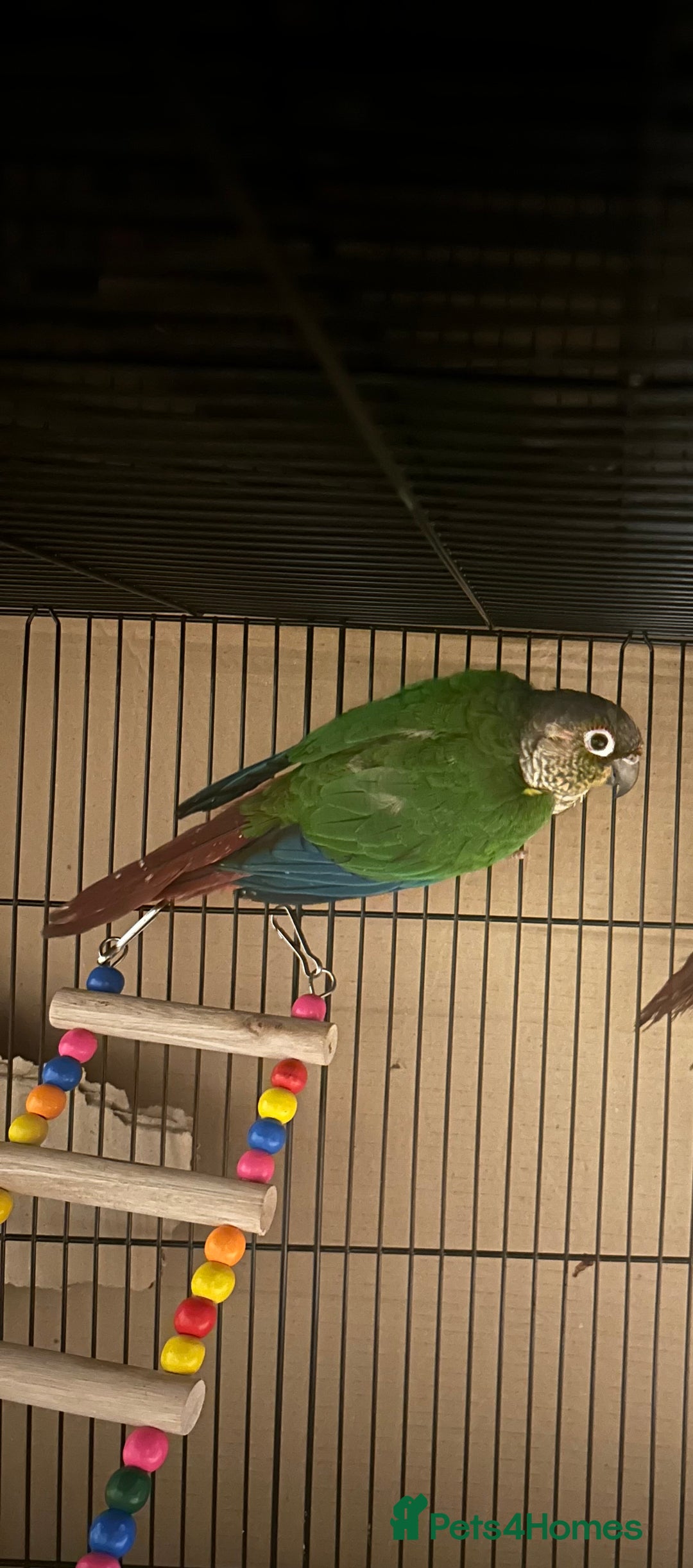Budgerigars birds for sale: Beautiful Green cheek conure for sale!!  - Image 4