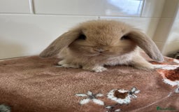 Mini Lop rabbits for sale: Beautiful friendly litter of mini lops for sale  - Image 2