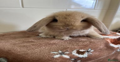 Mini Lop rabbits - Advert 10