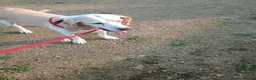 Mixed Breed dogs for adoption: Roma - Sabueso (Spanish Hound)  - Advert 2