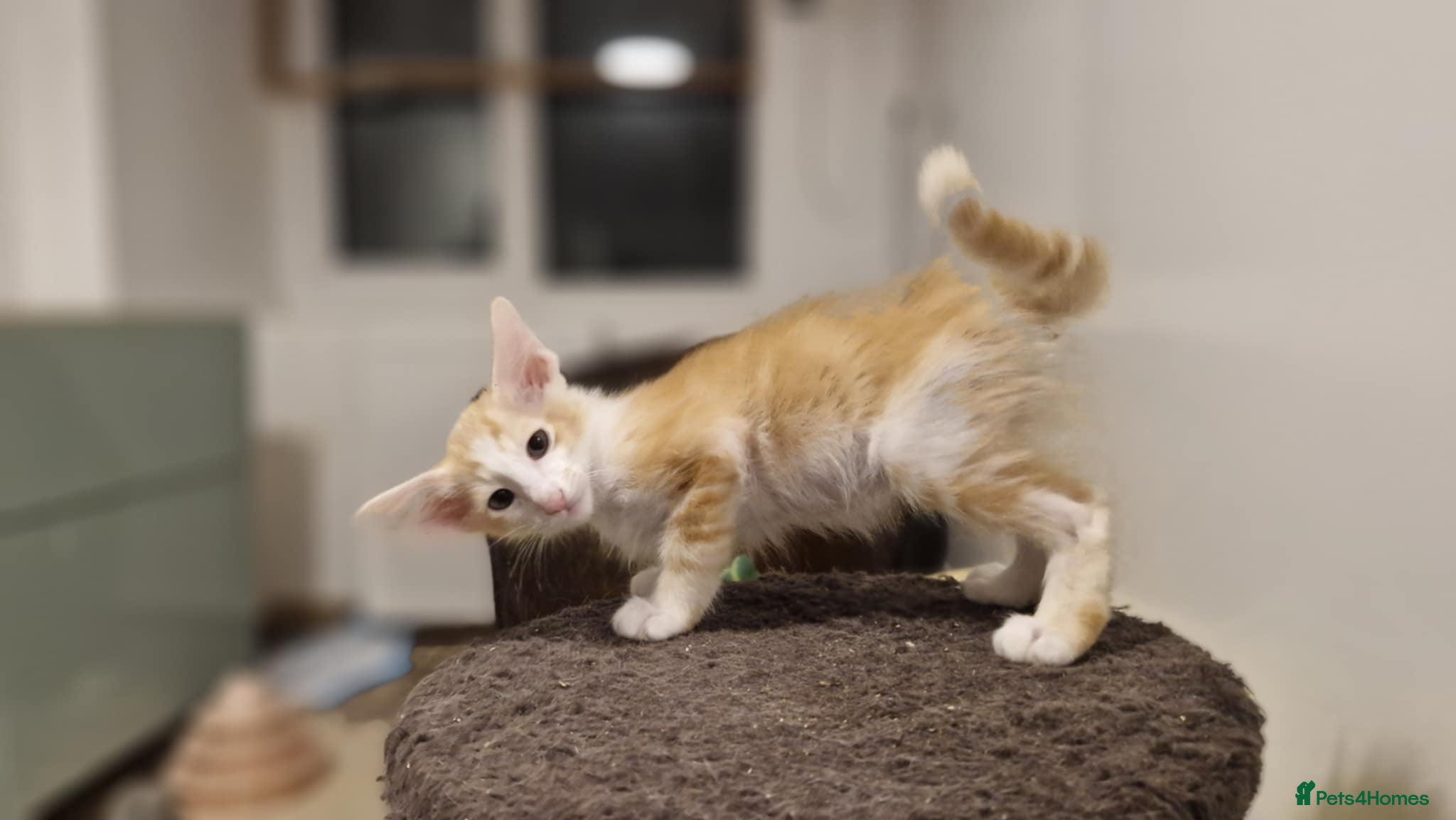 Oriental cats Stunning Cream and White Longhair Oriental  - Advert 1