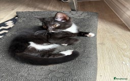 British Shorthair cats for sale: British short hair cross  - Image 14