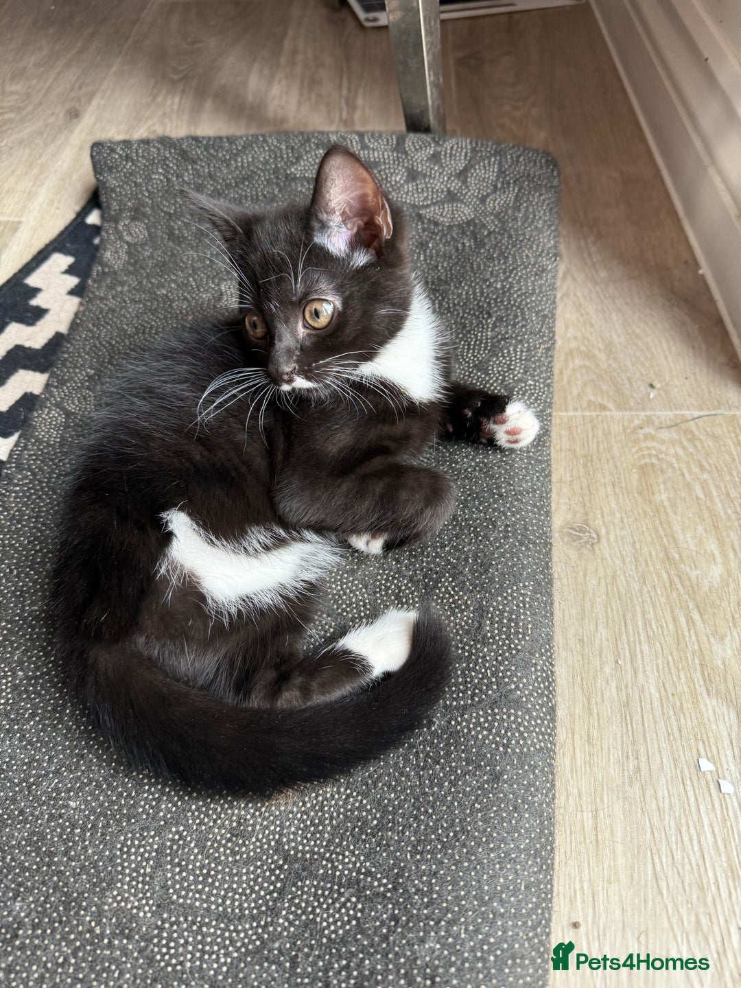 British Shorthair cats for sale: British short hair cross  - Image 14