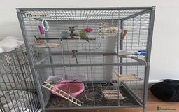 Budgerigars birds for sale: 2 Male Budgies & all accessories  - Image 5