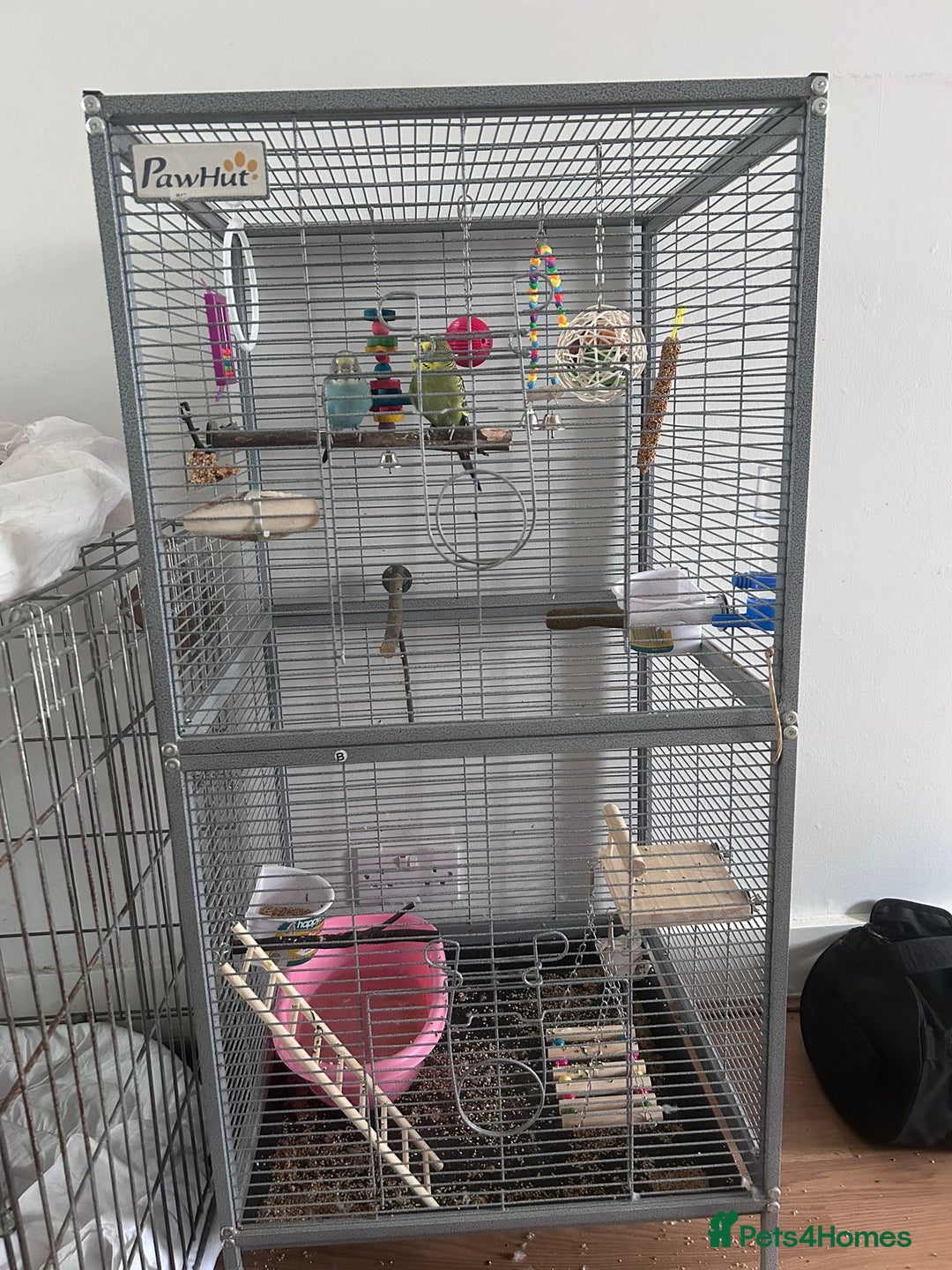 Budgerigars birds for sale: 2 Male Budgies & all accessories  - Image 5