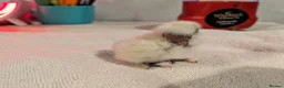 Chickens poultry for sale: Unsexed Silkie chicks mixed colours  - Advert 3