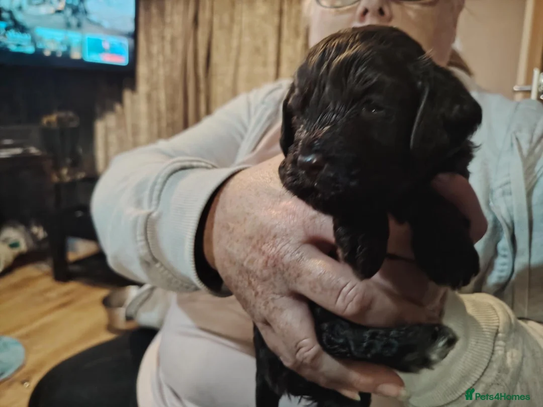 Cockapoo dogs for sale: Cookapoos - Advert 1