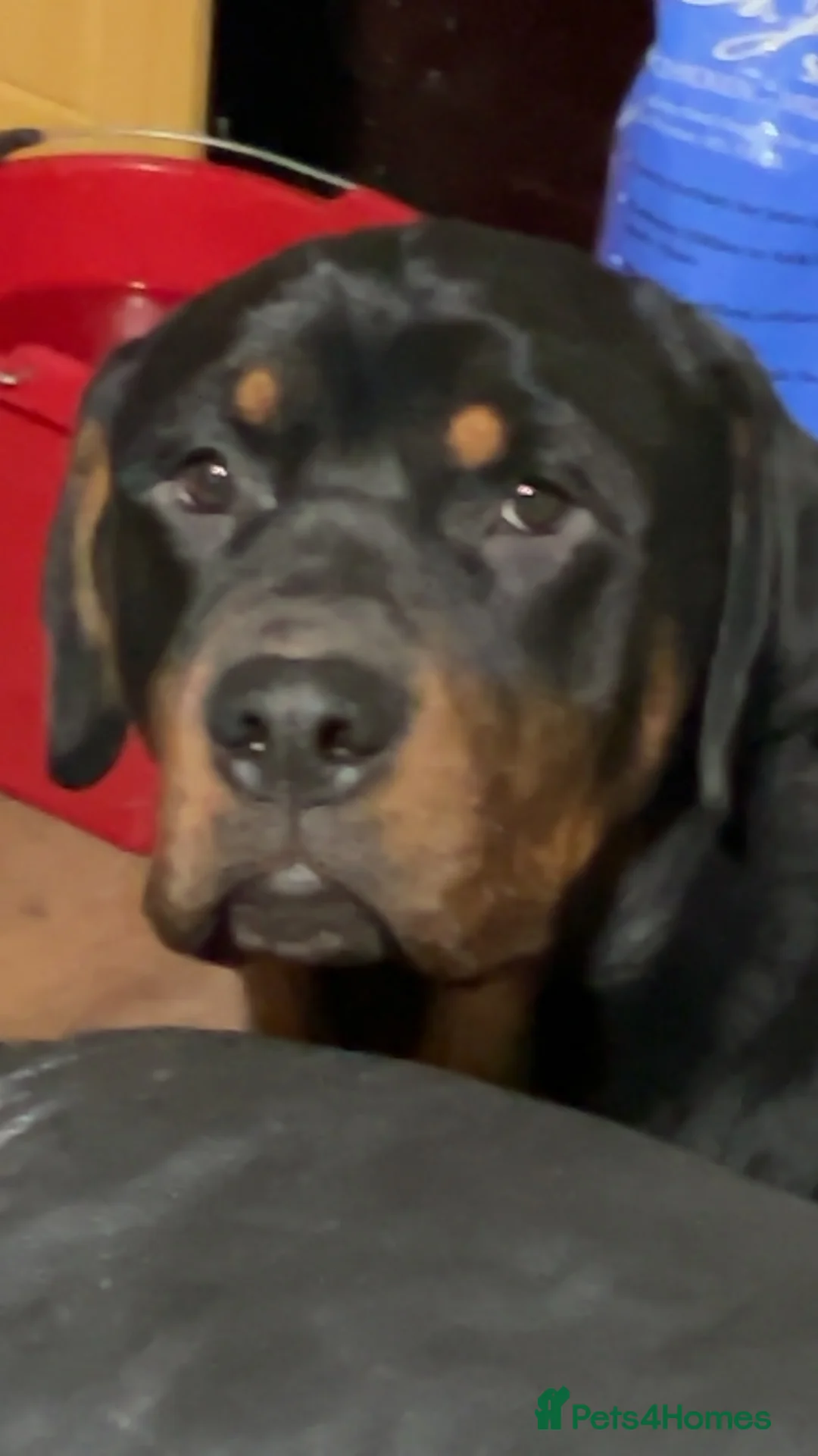 Rottweiler dogs for adoption: Kakarot - Advert 8