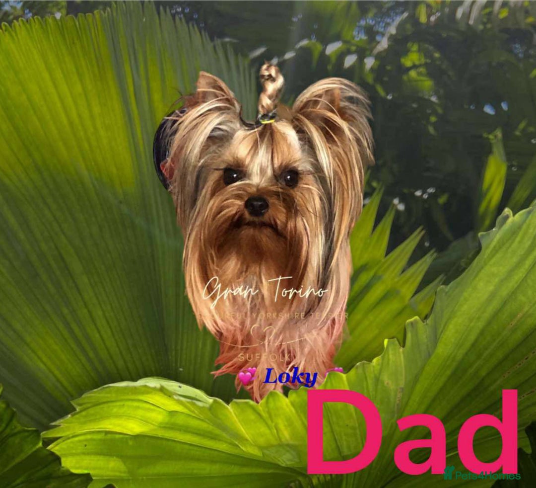 Mixed Breed dogs for sale: Yorkshire Terrier  in Ipswich - Image 5