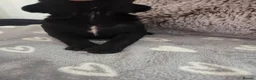 Cane Corso dogs for sale: Pure Bred Cane Corso Pups - Advert 12